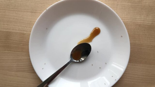 Ants crawl on a plate with a spoonful of honey