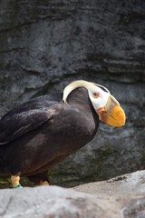 Pacific Puffin