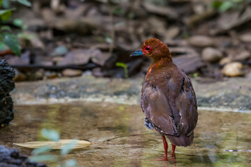 Red-legged Crake Bird in the water to relieve the heat.