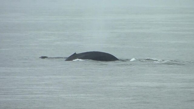 Dorsal fin and the tail fluke of a humpback whale right before she deep dives in a rainy day in Alaska.Three humpback whales swimming at the surface.