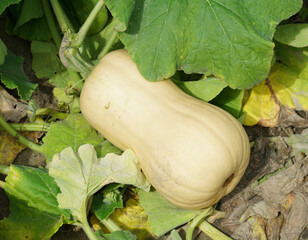 ripe butternut squash in the field during harvest season