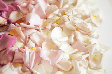 Fresh roses petals in gradient of pink and white colors on white background.