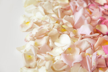 Fresh roses petals in gradient of pink and white colors on white background.