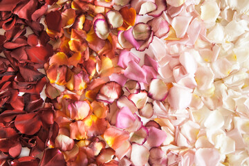 Fresh roses petals in gradient of red, orange, pink and white colors on white background.