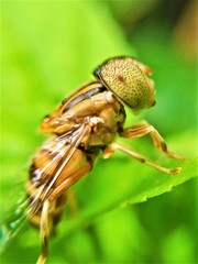 fly on leaf