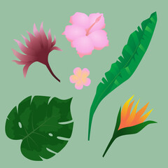Beautiful, colorful, tropical and exotic plants. Vector art.