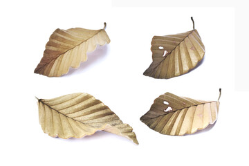 Dry leaves on white background