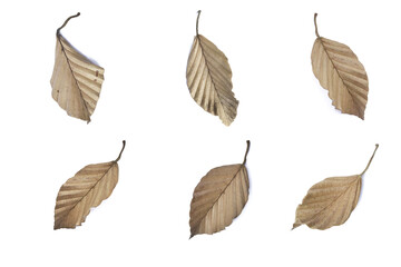 Dry leaves on white background