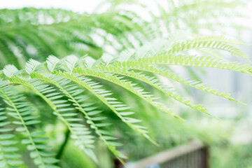 Newborn young leaves