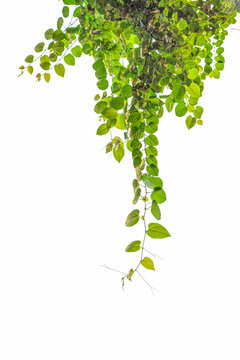 Clipping path. Plant vine green ivy leaves tropical hanging, climbing isolated on white background.