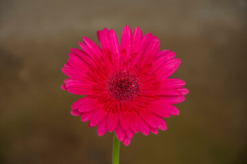 Gerbera