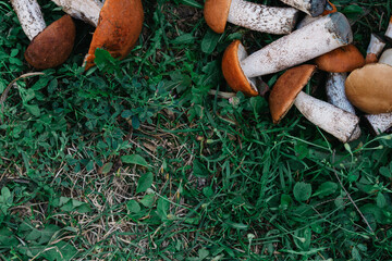 mushrooms lie on the green grass. the view from the top