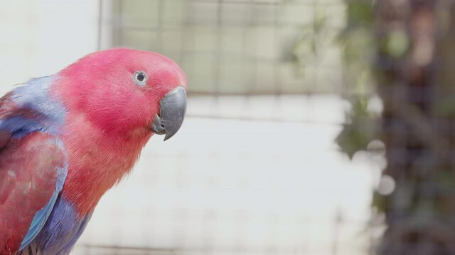 Red and purple parakeet close-up. Colorful bird with blue-purple plumage. Exotic bird. Female Eclectus parrot wIth purple abdomen and clear yellow under-tail coverts. Australia popular bird.
