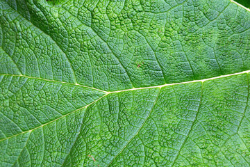 Texture of a living leaf of a plant close-up. Natural background leaf. Bright green leaf macro.