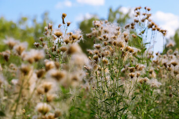 Flowering plant is Cirsium arvense or creeping thistle. Fades away plant on wild grassland.