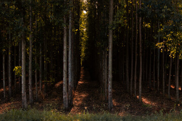 Obraz premium Roadside eucalyptus plantation 