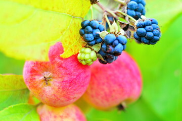 Branch berries of blackberries and ripe apples close up on branches in the garden. Fruit summer background