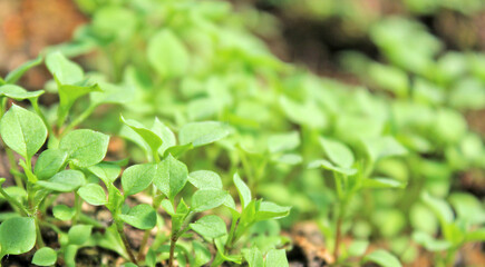 macro green grass with a blurred background and copy space