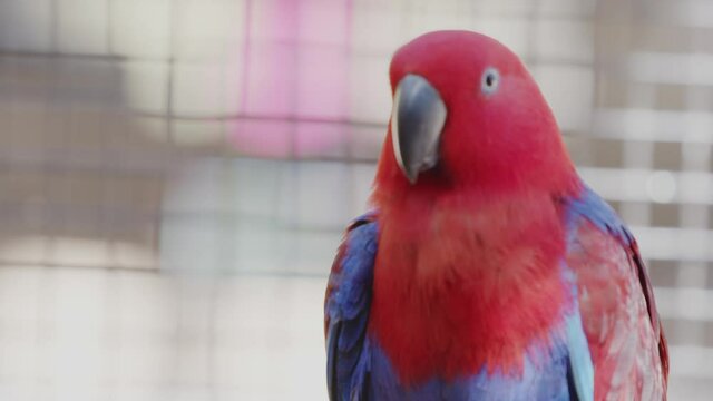 Red and blue parakeet close-up. Colorful bird with blue plumage. Exotic bird. Beautiful red parrot.