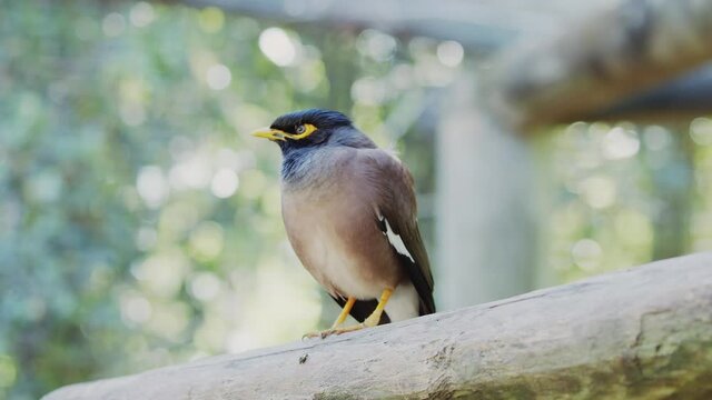 American Robin (Turdus migratorius) hangin on a branch tree. Migratory songbird bird with reddish-orange breast found most time in the winter season.  Red-orange bird.