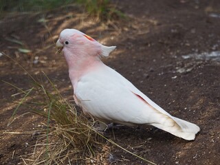 Charming Glamorous Major Mitchell Cockatoo with Pretty Pink Pastel Pink & White Feathers.