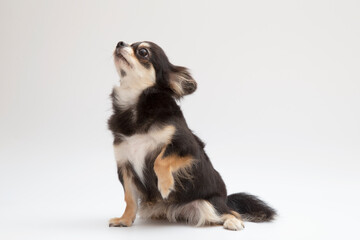 Fototapeta premium black and tan cream long coated chihuahua isolated over white background