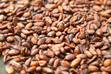 The cacao tree organic cocoa fruit pods in nature of Thailand ,at noise out focus