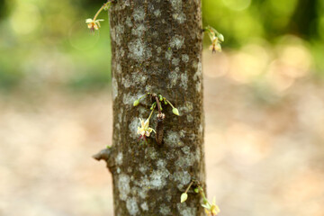 The cacao tree organic cocoa fruit pods in nature of Thailand ,at noise out focus