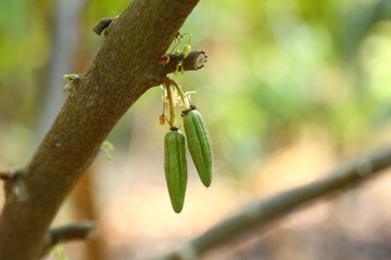 The cacao tree organic cocoa fruit pods in nature of Thailand ,at noise out focus