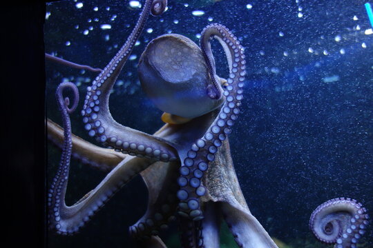 Glass sucker. Blass-rosa Kraken mit langen Tentakeln und vielen lila blauen Saugn&auml;pfen an der Scheibe eines Aquariums. Im tief blauen Wasser gibt es viele Blubberblasen. Glass sucker in action. 