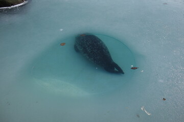 Seerobbe taucht unter Eisdecke. Fotografiert durch ein kleines Loch im Eis. Seal swimming below the...