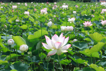 蓮の花【藤原宮跡】