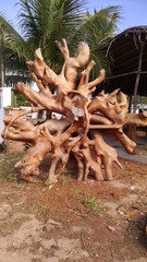 palm tree in the park