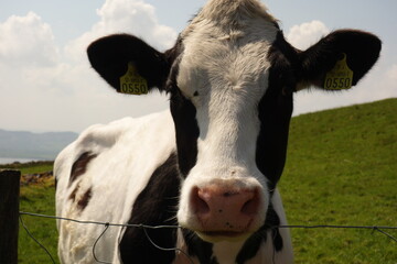 Portraitfotos einer schwarz-weißen Kuh in Nahaufnahme. Die Kuh richtet neugierig die Ohren auf die Kamera. Grüne Wiese und wolkiger Himmel im Hintergrund.