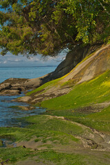 2020-09-01 MOSS COVERED ROCKS WITH A EVERGEEN TREE AT SUNSET BEACH ON LUMMI ISLAND