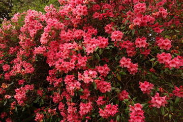 Obraz premium Pinke rosa-rote knallige Blumen an dunkelgrünem Strauch.