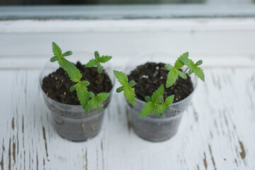 cannabis plant. A small plant of cannabis seedlings at the stage of vegetation planted in the ground in the sun. growing marijuana at home for medical purposes