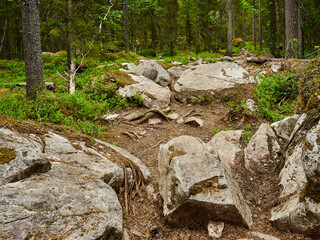 rocky path in the woods
