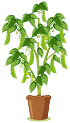 Green pea tree or pea plant in a pot in cartoon style isolated
