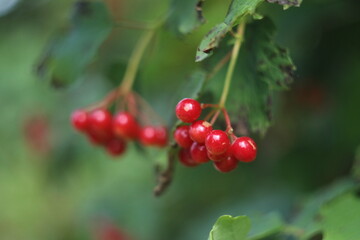 A close up of fruit on a branch