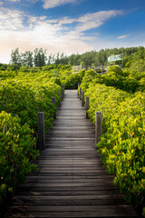 Colorful yellow green leaves all around. Mangrove forest ecotourism Thung Prong Thong, Rayong Province, Thailand
