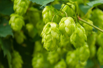 Hopfen an einem Zweig