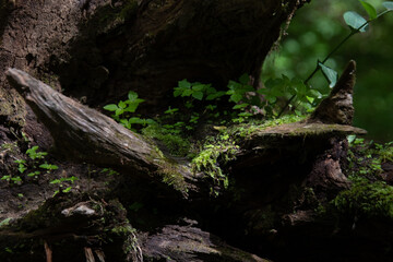Lichen growing in a dead tree