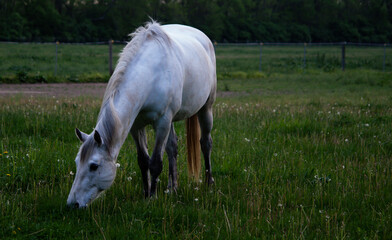 Naklejka na ściany i meble White horse grazing in an open field