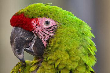 2020-08-23 A ISOLATED MACAW WITH GREEN FEATHERS AND A RED PATCH ABOVE ITS BEAK AND A BRIGHT EYE