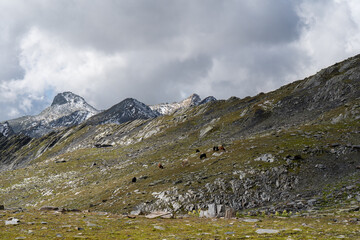 Bergwandern am grossen Sankt Bernhard Lacs de Tenetre