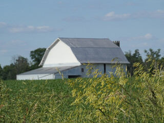 farm in the country , white barn in a field