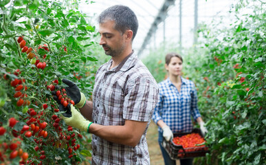 Focused horticulturist working in farm glasshouse, harvesting fresh red cherry tomatoes. Growing of industrial vegetable cultivars