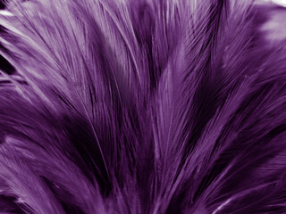 Beautiful abstract pastel purple feathers on dark background, black feather frame texture on purple background, dark feather, black banners