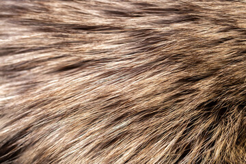 Black fox fur close up. Background of gray animal fur chinchilla, texture of fur pile.